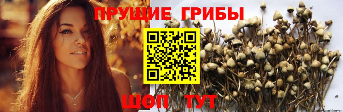 Галлюциногенные грибы Psilocybine cubensis Сочи